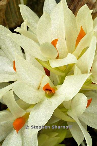 dendrobium bracteosum graphic